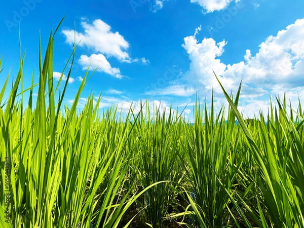 Fototapeta 日を浴びるイネの葉と穏やかな空模様