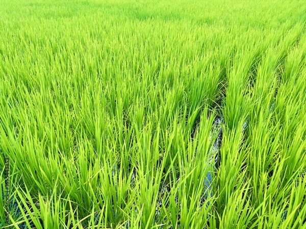 Fototapeta 田園に植えられたイネの葉