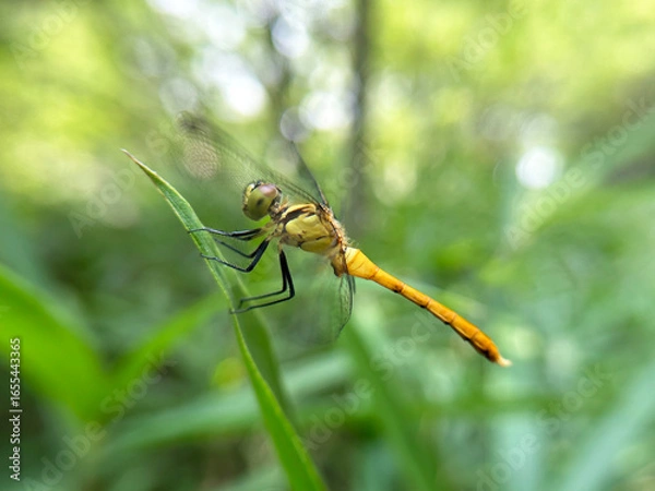 Fototapeta ササの葉にとまるトンボのクローズアップ