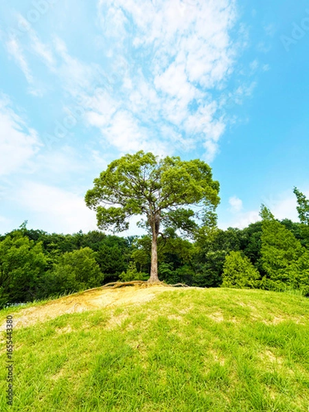 Fototapeta 大高緑地公園のペレーの木と爽やかな青空