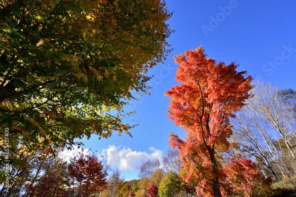 Fototapeta 秋晴れに映える紅葉