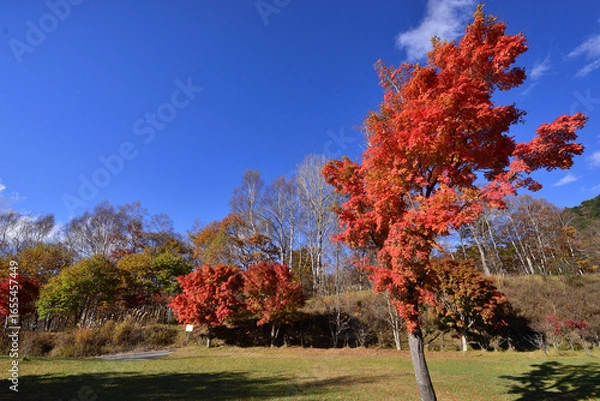 Fototapeta 秋晴れに映える紅葉