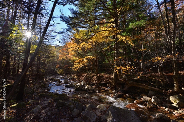 Fototapeta 渓流の秋　