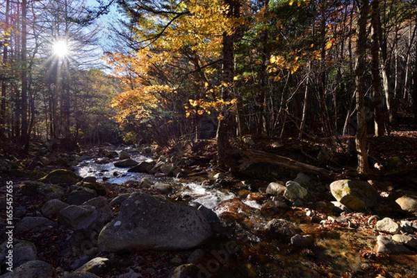 Fototapeta 渓流の秋　