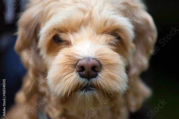 Obraz Macro shot of the wet nose of a dog