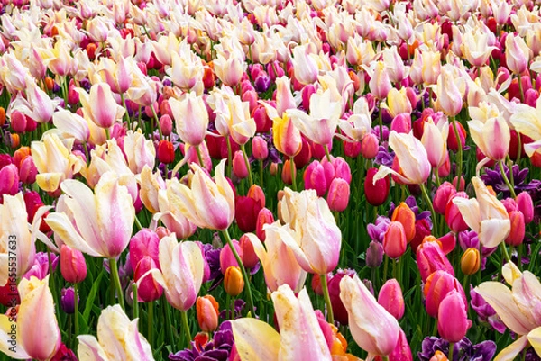 Fototapeta 2024-04-26 A FIELD OF MULTI COLORED TULIPS WITH SELECTIVE FOCUS IN THE SKAGIT VALLEY IN WASHINGTON STATE