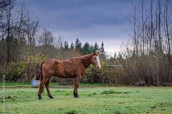 Fototapeta 2024-11-27 A LONE BROWN COLORED HORSE STANDING IN A GREEN FIELD WITH A CLOUDY SKY IN STANWOOD WASHINGTON