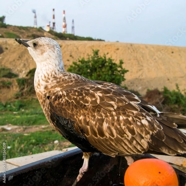 Obraz Seagull on a dock, industrial background