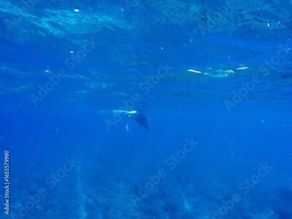 Obraz 4m以上ある巨大なナンヨウマンタ（トビエイ科）。
英名学名：Alfred manta, Mobula alfredi (family of stingrays) 
沖縄県島尻郡慶良間諸島座間味島-2025/6/27

