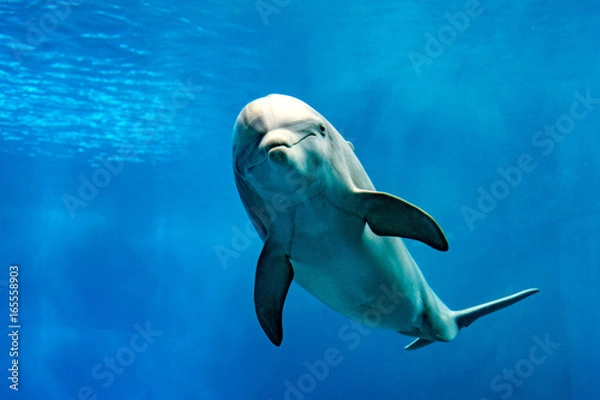 Obraz delfin uśmiechnięte oko z bliska portret szczegółowo