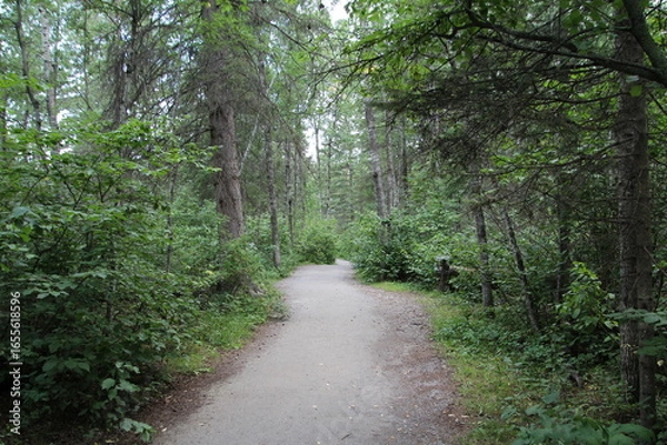 Fototapeta path in the forest