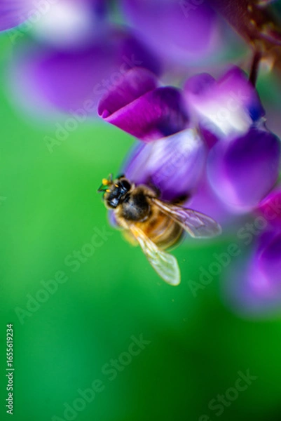 Obraz bee on a flower
