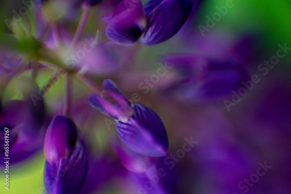 Obraz purple crocus flower