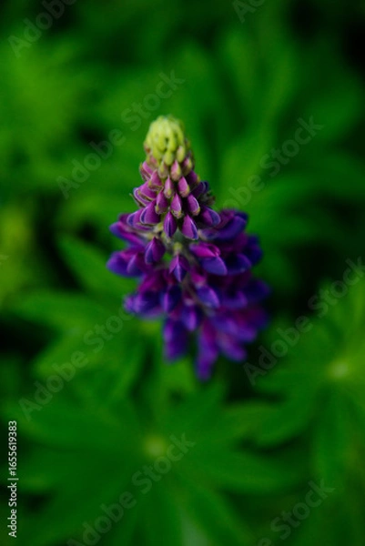 Obraz close up of a flower