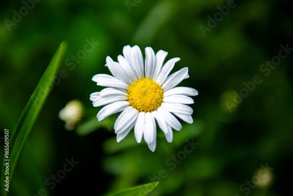 Obraz white daisy flower