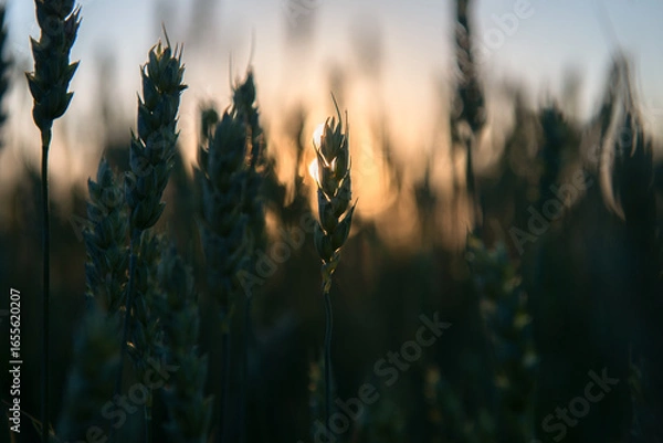 Obraz wheat field at sunset