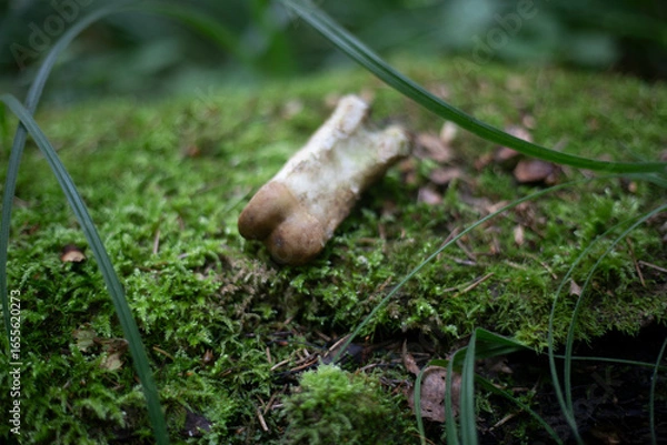 Fototapeta The bone is lying on the moss. Bonfire in the forest. Remnants of life.