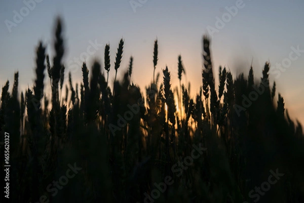 Obraz wheat field at sunset