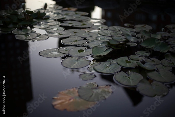 Fototapeta Lotuses on the water. Pond in the evening. Plants on the surface of the water.
