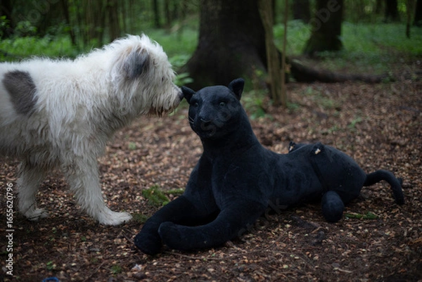 Fototapeta A dog sniffs a cat's toy in the woods. The dog met with an unknown animal. The pet is surprised.