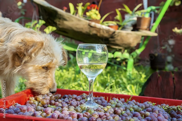 Fototapeta shaggy red dog eats grapes from a box on which there is an unfinished glass of wine