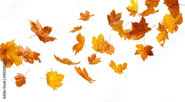 Obraz Autumn leaves swirling in motion against black background