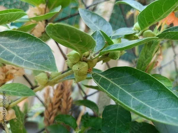 Obraz Ashwagandha plant 