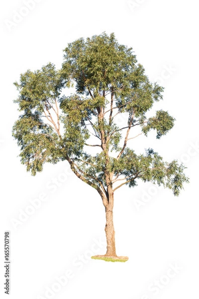 Obraz tree on white background