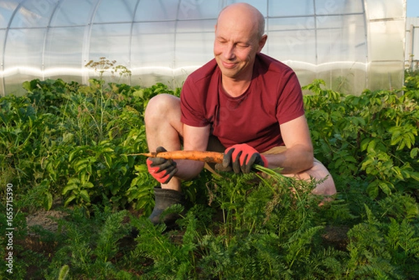 Fototapeta A smiling middle-aged man looks at the torn organic carrot in his hands. Farming and gardening concept