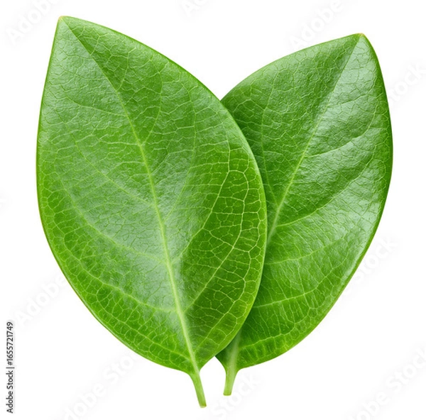 Obraz Nut leaf isolated on white. Nut leaf clipping path