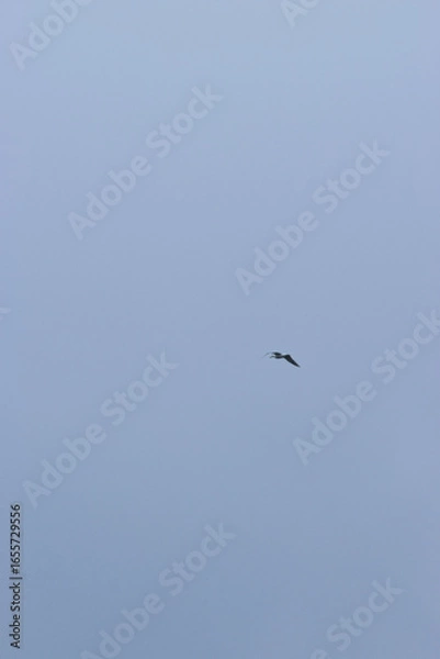 Fototapeta Seagull in rain clouds