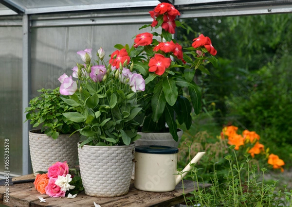 Fototapeta Still life with beautiful potted flowers and watering can in the garden greenhouse. Spring and summer botanical and farming background with gardening objects, vintage home concept