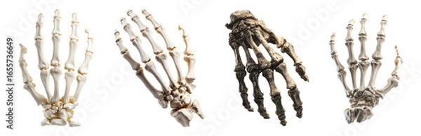 Fototapeta Set of skeleton hand for Halloween, isolated on transparent background.