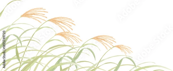 Obraz 水彩で描いたすすきの背景イラスト