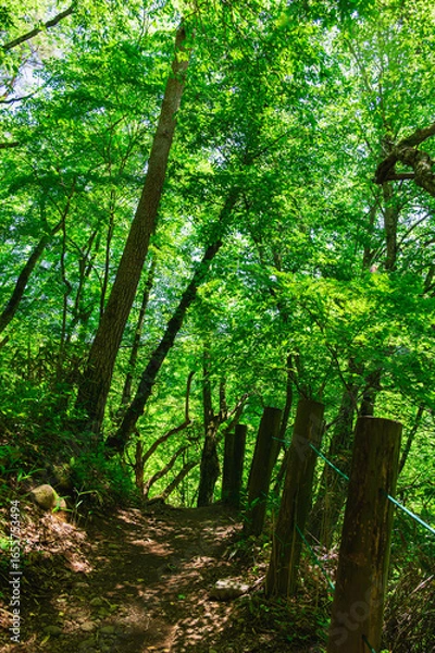 Fototapeta 川俣川渓谷　遊歩道