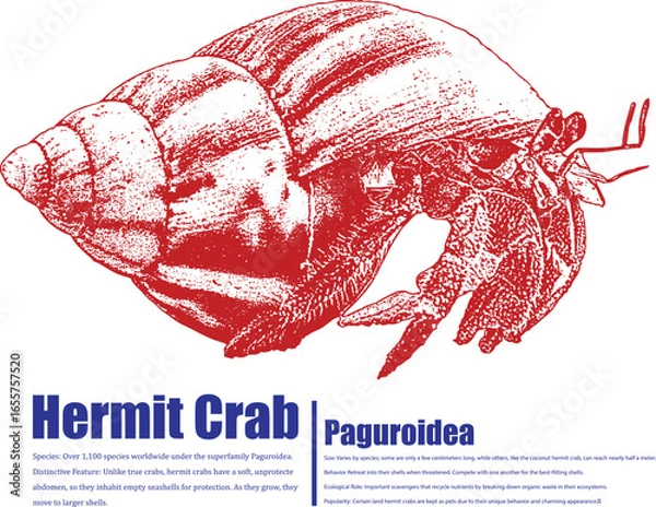 Fototapeta Red hermit crab illustration with shell. Detailed Paguroidea graphic. Ideal for biology education, marine life visuals, invertebrate studies. Includes descriptive text.