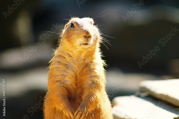 Obraz Animaux du zoo