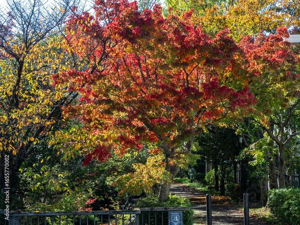 Fototapeta 逆光で光る紅葉と奥に続く遊歩道