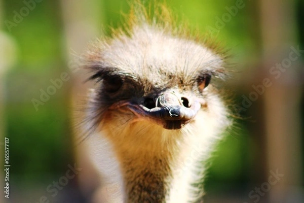 Obraz Animaux du zoo