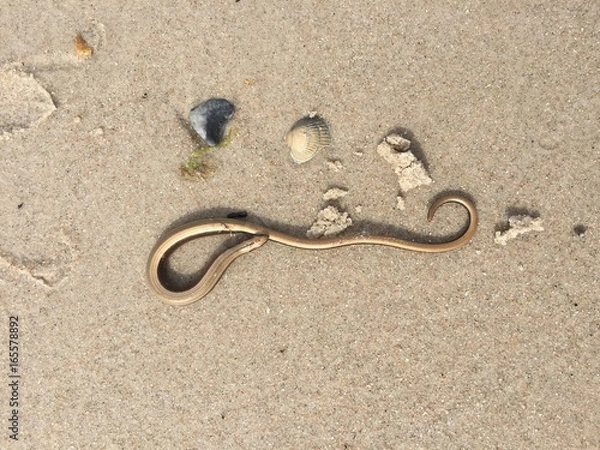 Obraz Goldene schlange