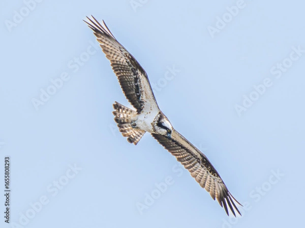 Fototapeta 空を飛ぶミサゴ