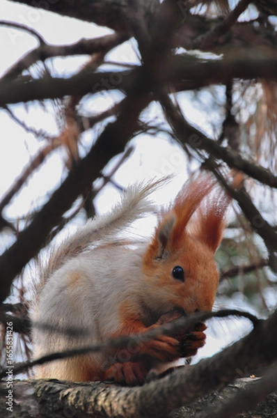 Fototapeta a squirrel sits on a tree and holds a nut in its paws