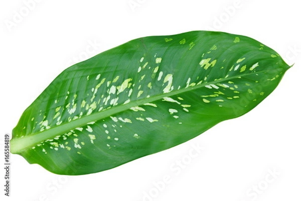 Fototapeta Dumb Cane leaf isolated on white background