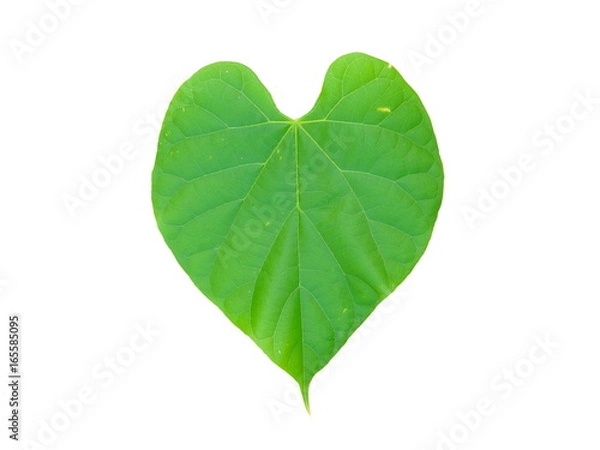 Fototapeta Tinospora Cordifolia or Heart-Leaved Moonseed leaf isolated on white background