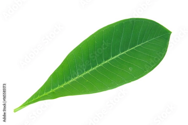 Fototapeta Plumeria or Frangipani leaf isolated on white background