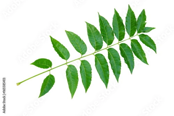 Obraz Azadirachta indica or Neem leaf isolated on white background