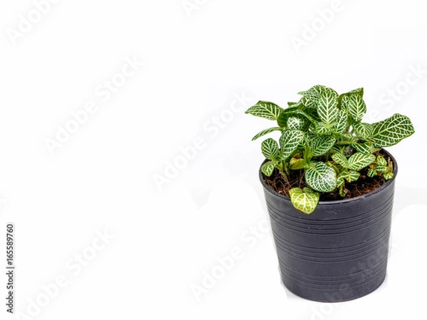 Obraz OLYMPUS DIGITAL CAMERA