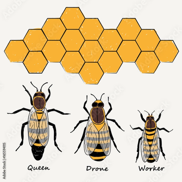 Obraz PSZCZOŁY, KRÓLOWA, DRONE I WORKER ILLUSTRATION VECTOR