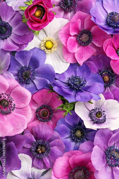 Fototapeta Anemone full frame. Colorful pink and purple flowers background. Top view. Flat lay