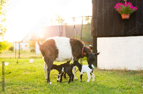 Obraz Koza z kózkami